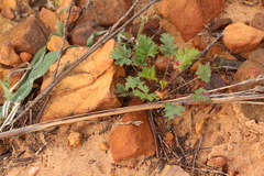 Pelargonium ocellatum