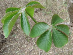 Jatropha macrocarpa