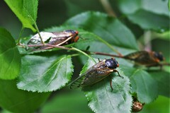 Magicicada septendecim