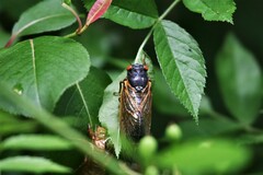 Magicicada septendecim