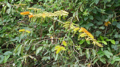 Combretum fruticosum