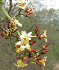 Jatropha macrocarpa