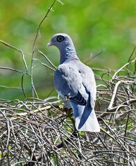 Patagioenas corensis