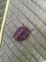 Brachystethus geniculatus