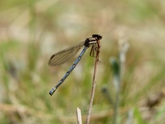 Argia joergenseni
