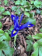 Iris reticulata