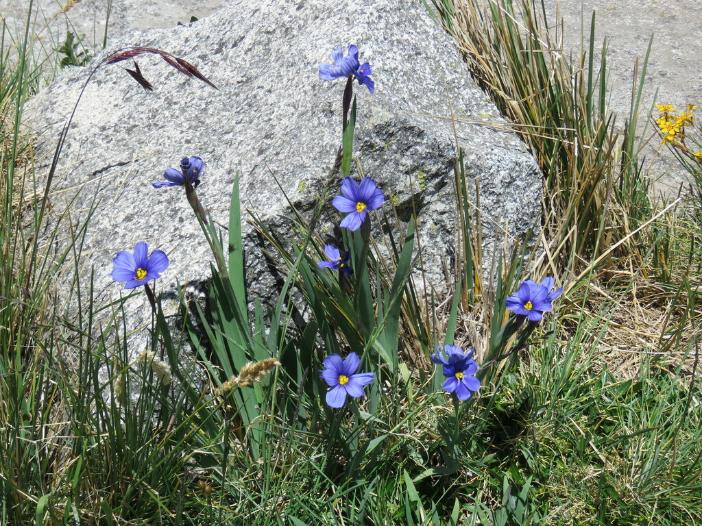Sisyrinchium macranthum