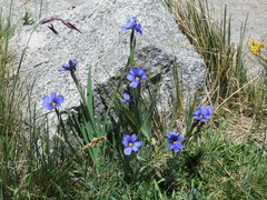 Sisyrinchium macranthum