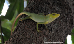 Bronchocela jubata