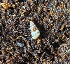 Cochlicella