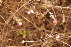 Symphoricarpos × chenaultii