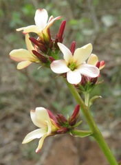 Jatropha macrocarpa