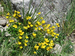 Calceolaria parviflora