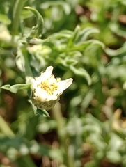 Noticastrum diffusum