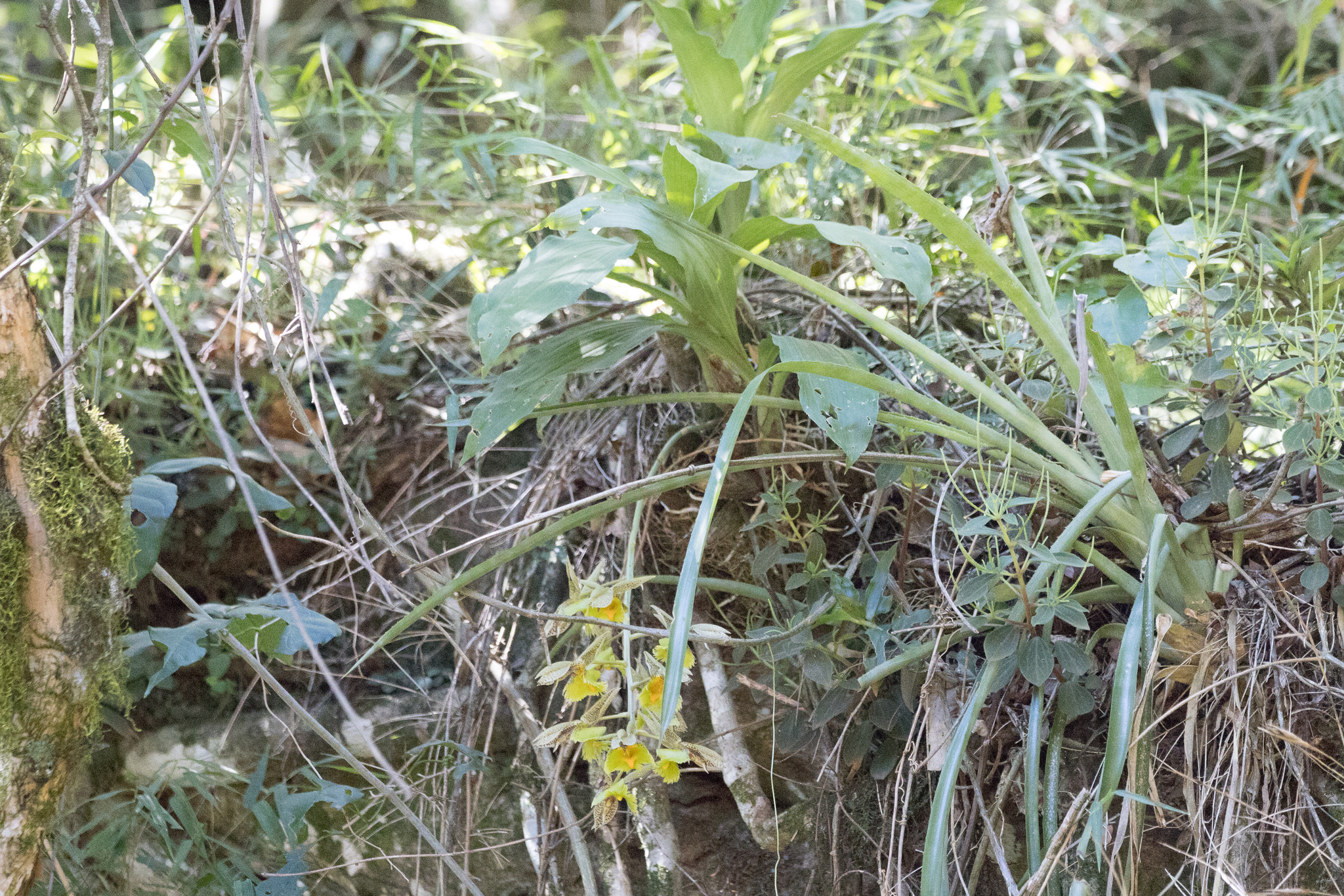 Imagem de Orquídea Cola-de-sapateiro