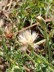 Noticastrum diffusum