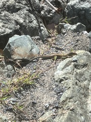 Pholidoscelis exsul