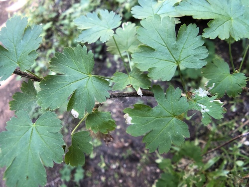 Image of Ribes marshallii by (c) Dee Shea Himes, some rights reserved (CC BY)