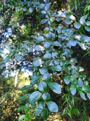 Azara microphylla