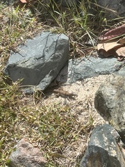 Pholidoscelis exsul