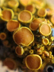 Xanthomendoza hasseana