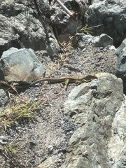 Pholidoscelis exsul