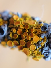 Xanthomendoza hasseana