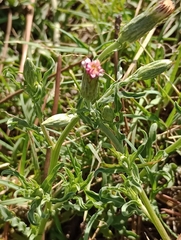 Noticastrum diffusum
