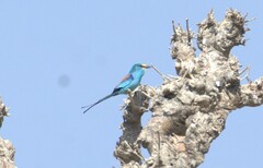 Coracias abyssinicus