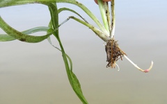 Vallisneria spiralis