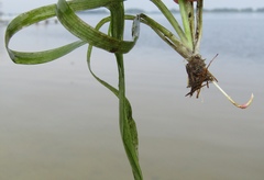 Vallisneria spiralis