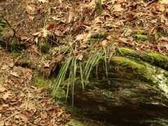 Yucca arkansana