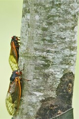 Magicicada septendecim