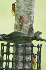 Magicicada septendecim