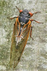 Magicicada septendecim