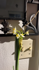 Narcissus tazetta