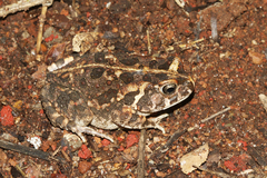 Sclerophrys gutturalis