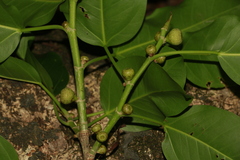 Ficus prolixa