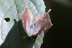 Memphis moruus