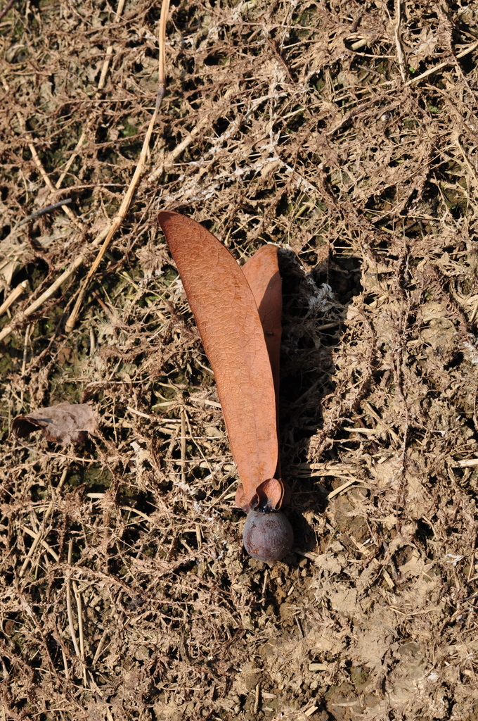 Dipterocarpus kerrii (Dipterocarpus kerrii)