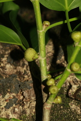 Ficus prolixa