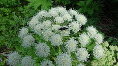 Lepturini