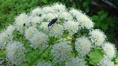 Lepturini