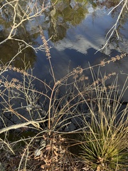 Decodon verticillatus