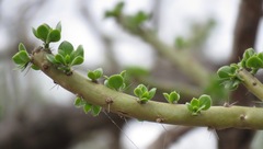 Quiabentia verticillata