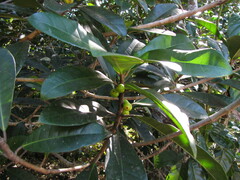 Ficus austrocaledonica