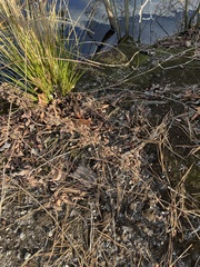 Decodon verticillatus