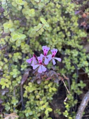 Pelargonium peltatum