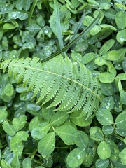 Pteridium aquilinum