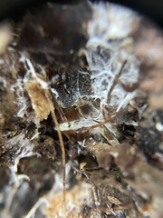 Enchytraeidae